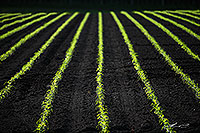 Crop seedling lines