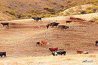 Cattle herd in Molesworth canvas print