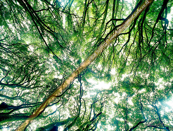 Photo of Tawa tree (Beilschmiedia tawa) forest canopy, Whirinaki Forest Park., Whakatane, Bay of Plenty Region, New Zealand (NZ)