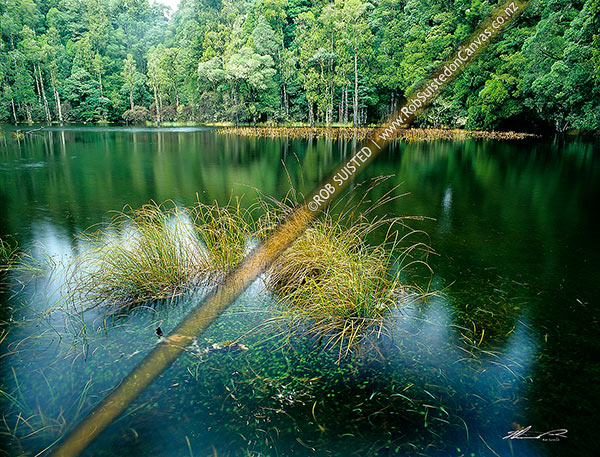 Photo of Waihora Lagoon amongst tall Podocarp forest, Pureora Forest Park, Waitomo, Waikato Region, New Zealand (NZ)