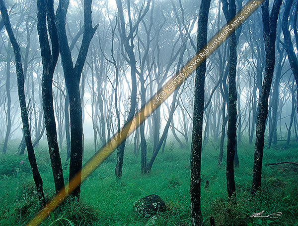 Photo of Misty manuka forest   ( Leptospermum scoparium), Kawhia, Otorohanga, New Zealand (NZ)