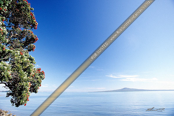 Photo of Rangitoto Island viewed from Mission Bay with flowering Pohutukawa tree, Mission Bay, Auckland City, Auckland Region, New Zealand (NZ)