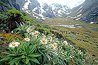 Alpine Daisies canvas print