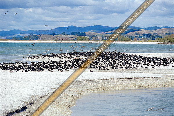 Photo of Flock of Pied Oystercatchers (Haematopus ostralegus) on a Miranda shell bank and stream, Miranda, Franklin, Waikato Region, New Zealand (NZ)