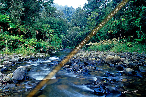 Photo of Forested Te Waiiti stream in the northern Te Urewera National Park, Waimana valley. Toi toi, tree ferns and podocarp forest, Te Urewera National Park, Western Bay of Plenty, Bay of Plenty Region, New Zealand (NZ)