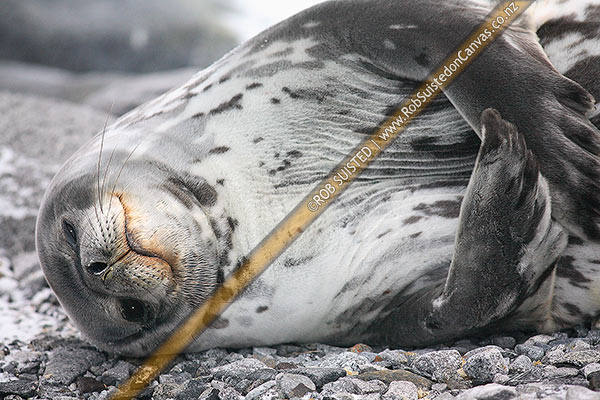 Photo of Weddell seal scratching (Leptonychotes weddellii), Ross Sea, New Zealand (NZ)