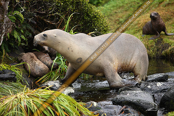 Photo of New Zealand Sea lion female and pups (Phocartos hookeri). Enderby Island. Hooker's Sea lion. Note old lesion on skin, Auckland Islands, NZ Sub Antarctic, NZ Sub Antarctic Region, New Zealand (NZ)