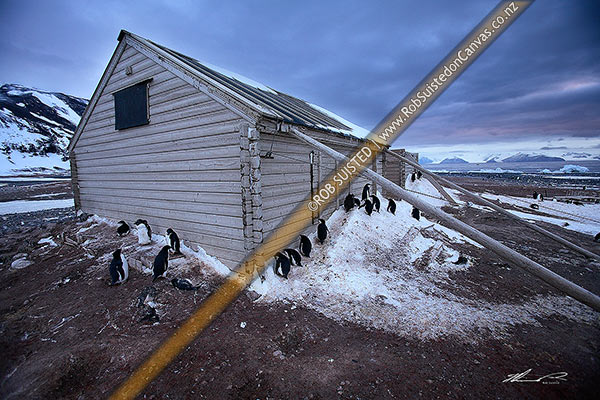 Photo of Adelie penguins (Pygoscelis adeliae) and Borchgrevink's 1899 Southern Cross Expedition huts, Ridley Beach. Robertson Bay, Cape Adare, Antarctica, Antarctica Region, Antarctica