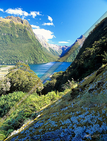 Photo of Milford Sound with Mitre Peak (right) and Sinbad Gully centre and right, Fiordland National Park, Southland, Southland Region, New Zealand (NZ)