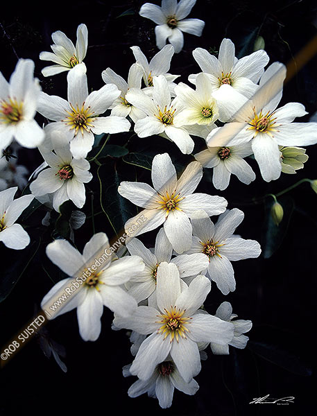 Photo of Native bush clematis flowers / Puawhanganga (Clematis paniculata),, New Zealand (NZ)