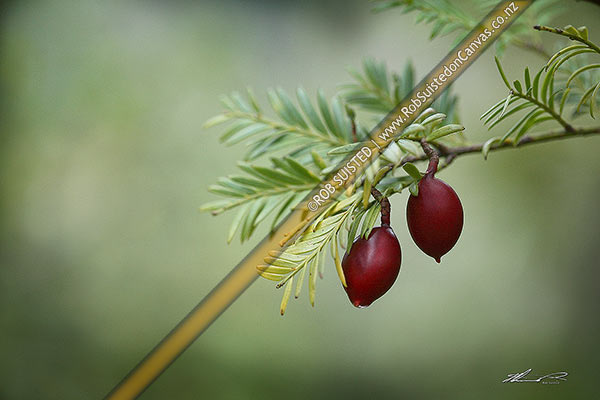 Photo of Miro tree branch, leaves and berries / drupes / fruit (Prumnopitys ferruginea),, New Zealand (NZ)