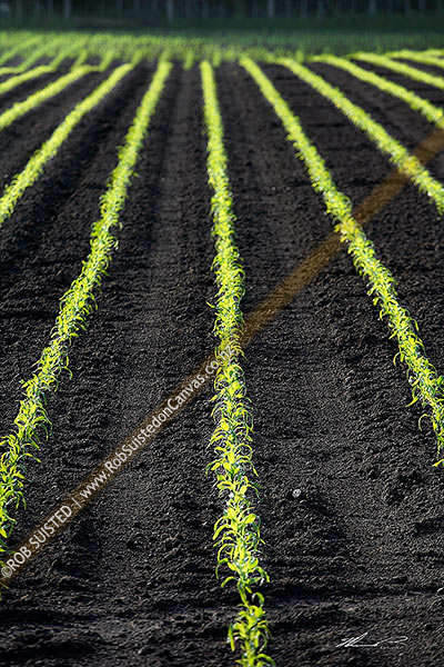 Photo of Crop rows of newly planted maize seedlings. Horticulture cropping. Corn planting, Waikato, South Waikato, Waikato Region, New Zealand (NZ)