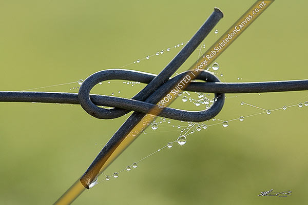 Photo of Farm fence wire figure eight knot join with morning water dew drops in spidersweb,, New Zealand (NZ)