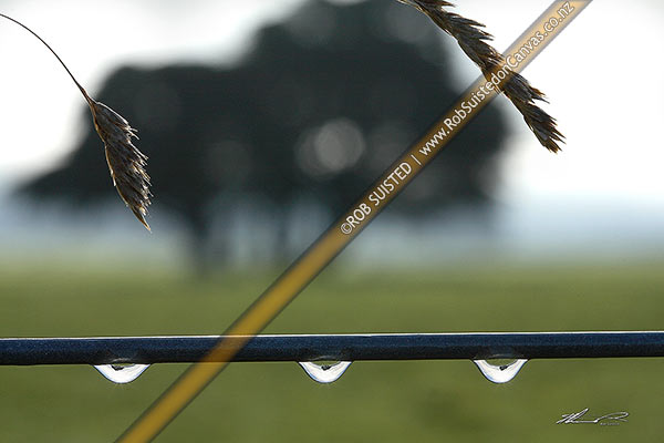 Photo of Farm fence wire with morning water dew drops / rain drops. No. 8 wire. Grass seed heads. Farmland beyond,, New Zealand (NZ)