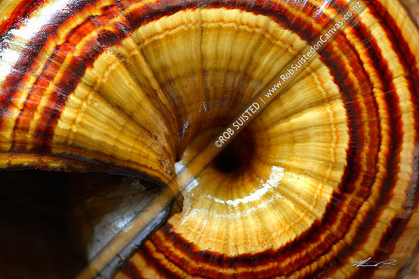 Photo of Native giant carnivorous land snail shells from Mount (Mt) Richmond - (Powelliphanta sp.). Closeup pattern texture,, New Zealand (NZ)