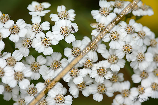 Photo of Hemlock flowers (Conium maculatum), introduced poisonous toxic annual plant pest, weed, white. Family: Apiaceae,, New Zealand (NZ)