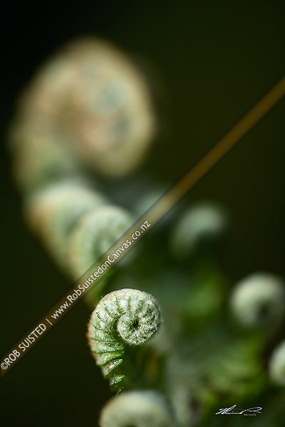 Photo of Unfurling new growth on native tree fern. Koru. Silver Tree Fern - Ponga (Cyathea dealbata),, New Zealand (NZ)