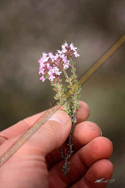 Photo of Wild thyme flowers (Thymus vulgaris) - Otago herb plant pest, weed. Established from early gold mining camps. Hand holding an uprooted plant, Cromwell, Central Otago, Otago Region, New Zealand (NZ)