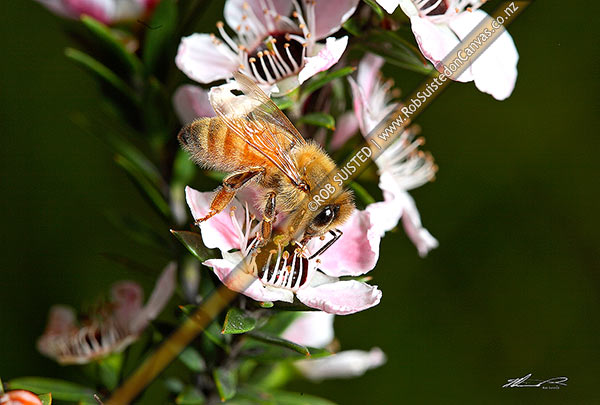 Photo of Common Honey Bee (Apis mellifera, order Hymenoptera) collecting nector and pollinating native Manuka flowers (Leptospermum scoparium),, New Zealand (NZ)