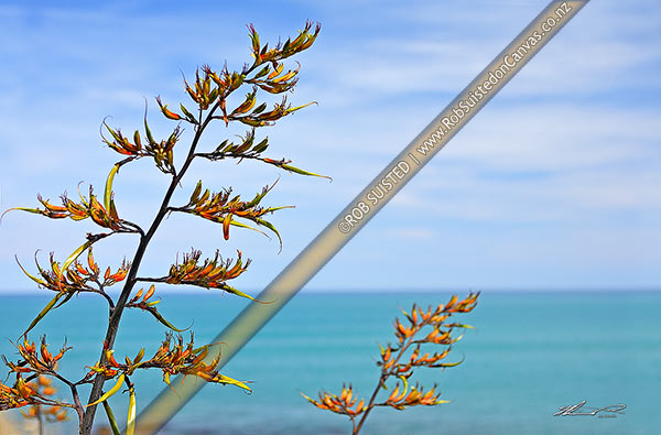 Photo of NZ Native flax flowers stems on the coast (Phormium colensoi), Hawke's Bay, New Zealand (NZ)