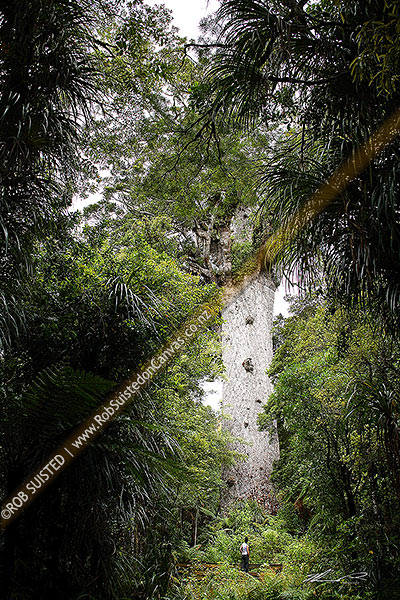 Photo of Tourist visiting 'Tane Mahuta' - largest Kauri tree in world. 50m high/13.7m girth/1500 y.o. (Agathis australis). Waipoua Forest, Northland. Person standing at base of tree, Waipoua, Far North, Northland Region, New Zealand (NZ)