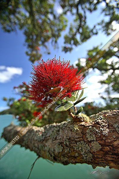 Photo of Pohutukawa tree flower on branch (Metrosideros excelsa),, New Zealand (NZ)