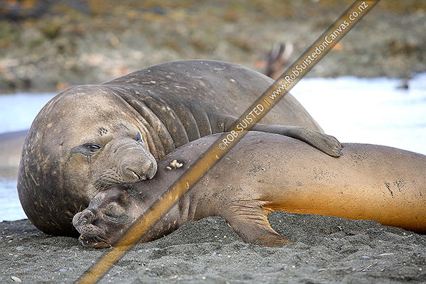 Photo of Young male Southern Elephant Seal biting and pinning a juvenile to copulate mate with (Mirounga leonina). Family: Phocidae, Macquarie Island, NZ Sub Antarctic, NZ Sub Antarctic Region, Australia