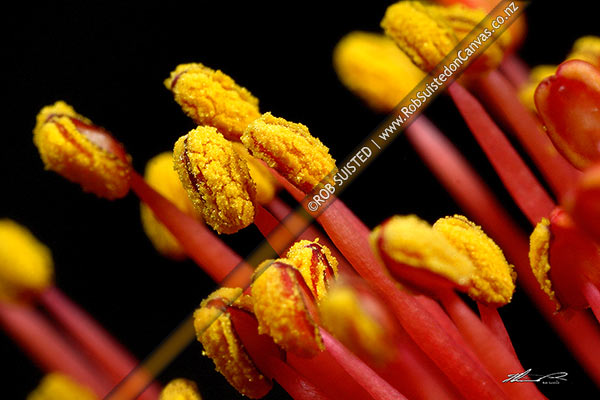 Photo of Close up of akakura / Scarlet Rata vine flowers with red stamens and yellow pollen covered anthers (Metrosideros fulgens, Family: Myrtaceae),, New Zealand (NZ)