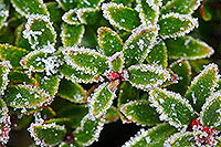 Icey alpine plant leaves