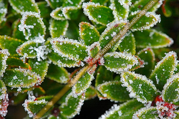 Photo of Alpine snowberry (Gaultheria sp.) leaves encrusted with heavy frost ice on a frosty winter morning,, New Zealand (NZ)
