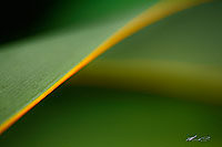 NZ Flax leaf closeup canvas print