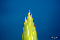 Native flax flower stem canvas print