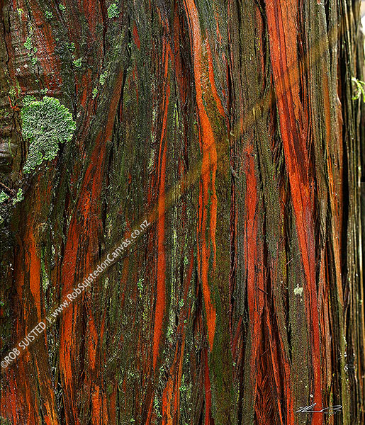 Photo of Old Totara tree bark texture wet with rain (Podocarpus totara). Green lichen,, New Zealand (NZ)