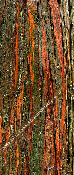 Photo of Native Totara tree bark texture wet with rain (Podocarpus totara),, New Zealand (NZ)