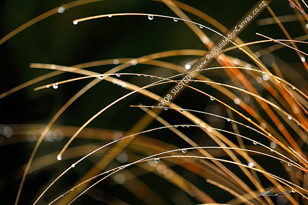 Photo of Rain water droplets hanging on native red tussock grass leaves (Chionochloa rubra),, New Zealand (NZ)