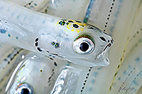 Small whitebait