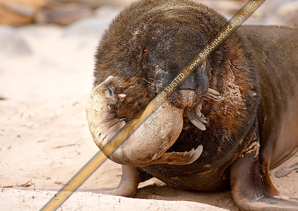 Photo of Adult male bull New Zealand Sea lion (Hooker's) (Phocartos hookeri) attacking new born pup at breeding colony at Sandy Bay. Infanticide and cannibalism known by males, Enderby Is.,Auckland Islands, NZ Sub Antarctic, NZ Sub Antarctic Region, New Zealand (NZ)