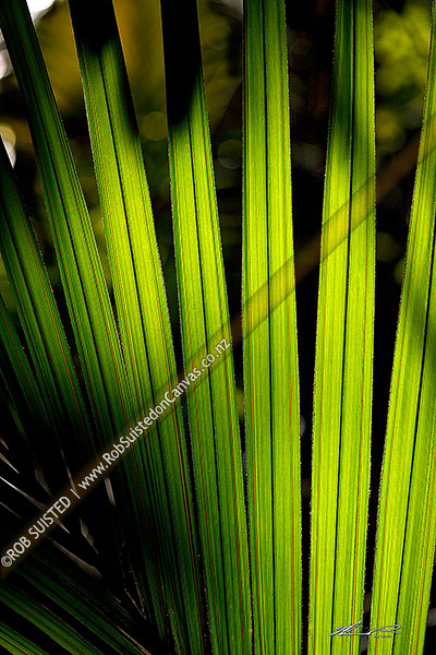 Photo of Nikau Palm leaf blades in forest sunlight creating beautiful abstract curved radial fan like patterns (Rhopalostylis sapida; Family: Arecaceae),, New Zealand (NZ)