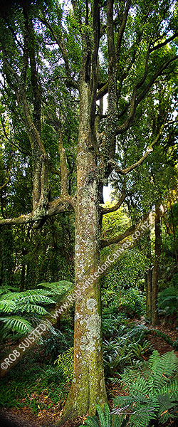 Photo of Inside NZ bush, large Tawa tree (Beilschmiedia tawa). Vertical panorama with shift focus on trunk, Wellington, New Zealand (NZ)