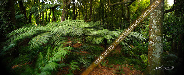 Photo of Inside NZ bush with tree ferns (Cyathea smithii) and Tawa tree (Beilschmiedia tawa). Panorama with shifted focus giving a dreamy look, Wellington, New Zealand (NZ)