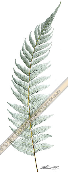 Photo of New Zealand Silver fern tree fern leaf underside on white clear background, native Ponga (Cyathea dealbata),, New Zealand (NZ)