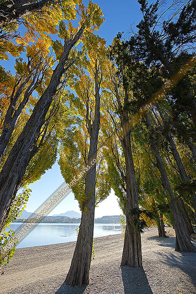 Photo of Coloured tall Poplar trees lining Lake Wanaka foreshore waterfront on a perfectly still autumn day, Wanaka, Queenstown Lakes, Otago Region, New Zealand (NZ)
