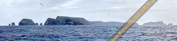 Photo of The Snares Islands in stormy weather with flying seabirds. Western Promontory left, Alert Stack (83m) centre left, Broughton Island far right. Panorama, Snares Islands, NZ Sub Antarctic, NZ Sub Antarctic Region, New Zealand (NZ)