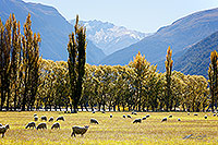 Sheep grazing on autumn pasture
