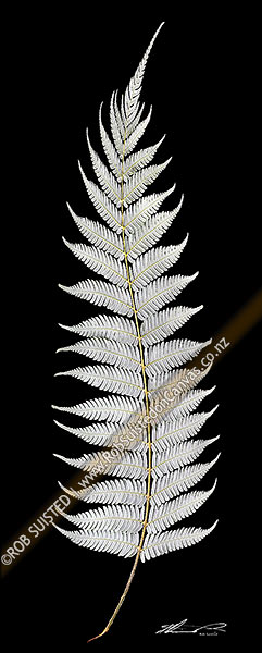 Photo of New Zealand Silver fern tree fern leaf underside on pure black background. Iconic national Kiwi symbol or emblem, native Ponga (Cyathea dealbata),, New Zealand (NZ)