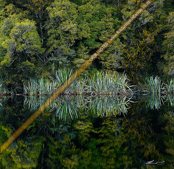 Photo of Native flax plants, leaves and Podocarp forest reflected in the shores of a calm wetland lake (Phormium tenax). Square format, Westland National Park, Westland, West Coast Region, New Zealand (NZ)