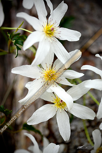 Photo of New Zealand Bush Clematis flowers (Clematis paniculata); Puawananga,, New Zealand (NZ)
