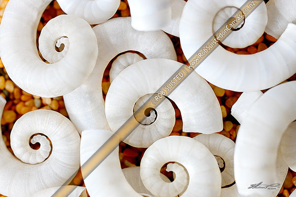 Photo of Seashells on sand. Ram's horn shell bouyancy chambers from Ram's horn squid (Spirula spirula, Spirulidae) Kotakota Ngu. Common on New Zealand beaches,, New Zealand (NZ)