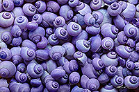 Lilac NZ seashells canvas print