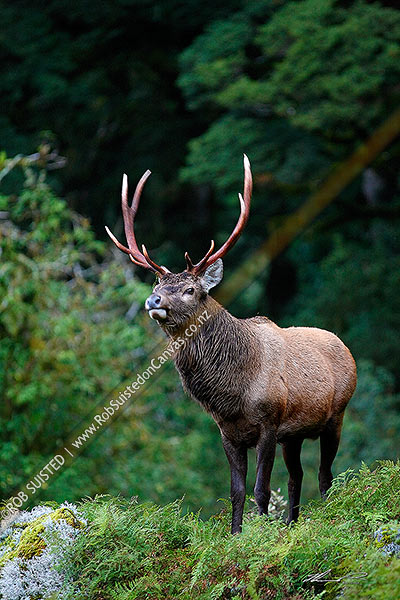 Photo of Wild young Wapiti / Red deer cross hybrid bull (Fiordland deer - Cervus elaphus) on bush slip during the rutting season. 10 point antlers. Bull barking or scenting, Fiordland National Park, Southland, Southland Region, New Zealand (NZ)
